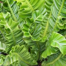 Birds Nest Fern Safe For Cats Birds Nest Fern Crispy Wave Garden Express Bird Nest Fern Plants Cat Safe Plants