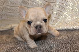 The frenchie makes a great family pet! View Ad French Bulldog Puppy For Sale Near Indiana Carmel Usa Adn 61568