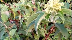 Image result for Hoslundia opposita