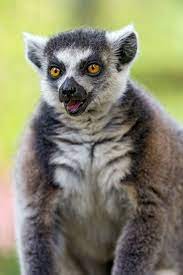Lemur With Open Mouth Lemur Nature Animals Primates