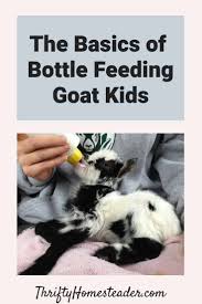 Basics Of Bottle Feeding Goat Kids The Thrifty Homesteader In 2020 Feeding Goats Goat Kidding Raising Goats