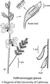 Image result for Aeschynomene glauca