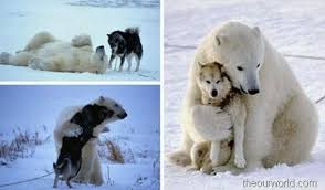 Love It Polar Bear Playing With Dogs Animals Friendship Animals Friends Polar Bear Dogs