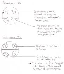 We did not find results for: Ib Biology Notes 4 2 Meiosis