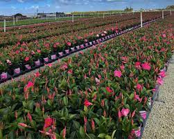 Contact harbour bay florist in stuart on weddingwire. Fernlea Flowers Ltd Greenhouse Tour