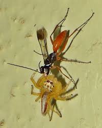 Black And White Wasp With Long Stinger Spider Wasp Pompilidae Dragging A Jumping Spider Salticidae To Provision A Nest