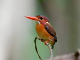 These pictures are a result of a decade of laborious tracking. Sulawesi Dwarf Kingfisher Ceyx Fallax Birds Of The World