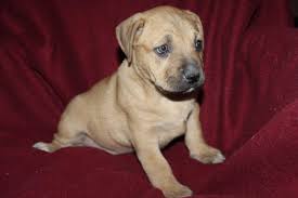 69 homes available on trulia. Mesa Az Boxer Meet Pippie 8 Week Boxer Lab Mix Fe A Pet For Adoption