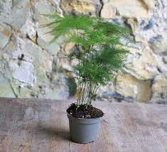 Though its leaves may look soft and fuzzy, the asparagus fern has sharp thorny spurs. Small Asparagus Fern The Perfect Terrarium Plant