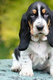 How To Crate Train A Basset Hound Puppy Hound Puppies Basset Hound Puppy Puppy Training