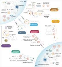 The vaccine has been authorized for emergency use by the european union, the united states and other countries. Sars Cov 2 Vaccines Strategies A Comprehensive Review Of Phase 3 Candidates Npj Vaccines