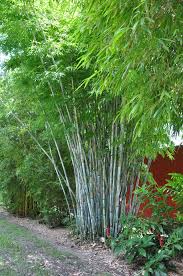 Hoyt arboretum, portland, oregon, usa Timber Bamboo Seeds Phyllostachys Mannii Decora Aka Beautiful Phyllostachys Decora Beautiful Bamboo