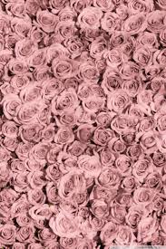 Choose from hundreds of free flower wallpapers. Rose Gold Floral Rose Gold Iphone Flower Wallpaper Novocom Top