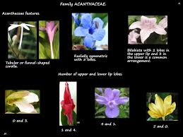 Image result for Acanthaceae