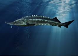About the species atlantic sturgeon live in rivers and coastal waters from maine to florida. Beluga Sturgeon Wikipedia