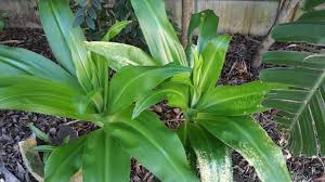 Image result for Crinum moorei