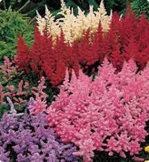 Astilbe Flower Pictures Shade Perennials Plants Astilbe
