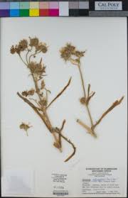 Image result for Kalanchoe latisepala