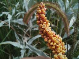 Image result for Persicaria senegalensis