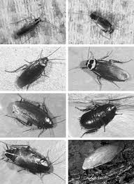 Garbage is a hotbed for bugs, cockroaches. Cockroaches Blattodea Springerlink