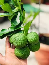 Biasa kami siram pakai air baja ajinamoto ni untuk pokok kari, pokok kunyit, limau purut, serai, pandan. Asyik Tanam Pokok Limau Purut Tak Berbuah Dan Daun Tak Lebat Lelaki Ini Kongsi Tip Cara Tanam Dan Baja Supaya Jadi Lebih Subur Keluarga