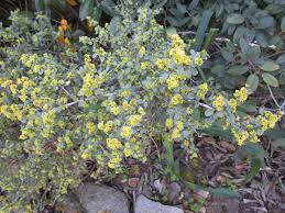 Image result for Rhamnus staddo