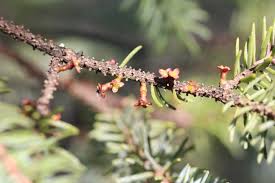 Image result for Viscaceae