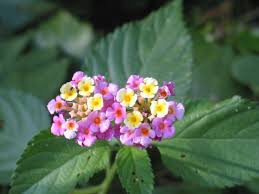 Image result for Lantana rugosa