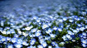 The baby's breath flower is also known as the gypsophilia flower. Nemophila Baby Blue Eyes A To Z Flowers