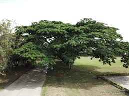 Image result for Samanea saman