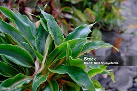 Image result for Chlorophytum Amaniense