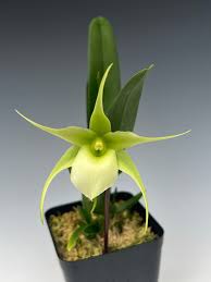 Image result for Diaphananthe sp.no.1. (Ball 657)