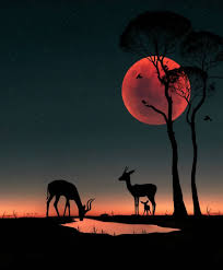 Abdullah Evindar On Instagram We Are Each Other S Harvest We Are Each Other S Business We Are Each Other S Magnit Wildlife Animals Animal Photo Nightscape