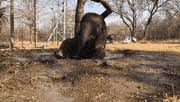 Happy baby elephant bathing credit: Best Best Baby Elephant Video Gifs Gfycat