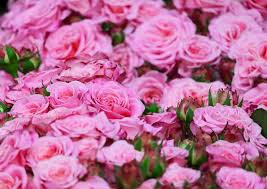 Dünyanın gül yağı ve gül çiçeği isparta'da üretiliyor, başta abd ve fransa olmak üzere çoğu ülkeye ihraç ediliyor. Gul Diyari Isparta Tiptan Tarihe