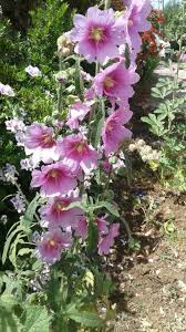 من صدف البحر زهرة ختمية Plants
