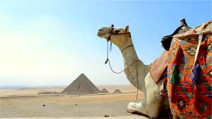 Rent your camel just outside the entrance to the giza plateau. Camel Setting Down In Front Stock Footage Video 100 Royalty Free 24757694 Shutterstock