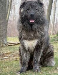 Se ti piace cani di grossa taglia, potrebbero piacerti anche queste idee. Cane Da Pastore Del Caucaso Grandi Razze Di Cani Razze Di Cani Cane Da Pastore