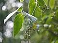 Image result for Cissus cucumerifolia
