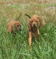 Sweet personalities, full of mischief, tasting, chewing and checking everything. Timber Chopper Kennels Redbone Coonhounds