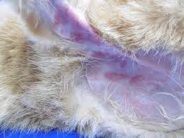 猫のアトピー性皮膚炎 千葉県の佐倉しらい動物病院
