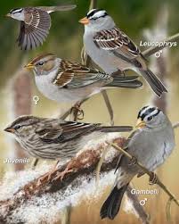 Sparrow Brown Bird With White Stripes On Wings And Tail White Crowned Sparrow Whatbird Com Backyard Birds Sparrow Forest Habitat