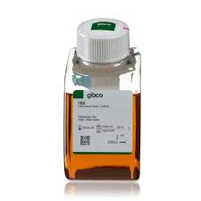 Unveiling The Vital Role Of Fetal Bovine Serum In Cell Culture: Beyond The  Basics