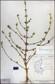 Image result for Dicliptera verticillata