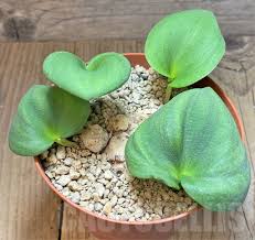 Image result for Eriospermum