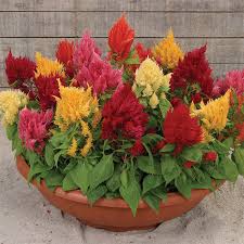 Image result for Celosia elegantissima