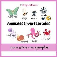 Pin En Vertebrados E Invertebrados Para Ninos