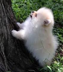 If you can not find a puppy that you like please check out our current matings to view upcoming litters. Pomeranian Puppy Care Petpom