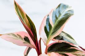 Image result for stromanthe