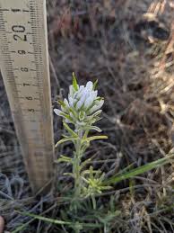 Image result for Artemisia sp.no.1